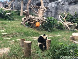 Gemas! Melihat Langsung Panda di China