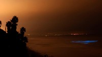 Jadi bisa dipastikan fenomena seperti ini sukar ditemukan di perairan air tawar. Hanya pada kasus tertentu saja. Kalau foto ini, ada di perairan pesisir pantai Leucadia, California, AS (Mike Blake/Reuters)