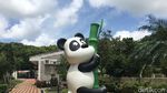 Foto: Panda-panda Gembul di Makau