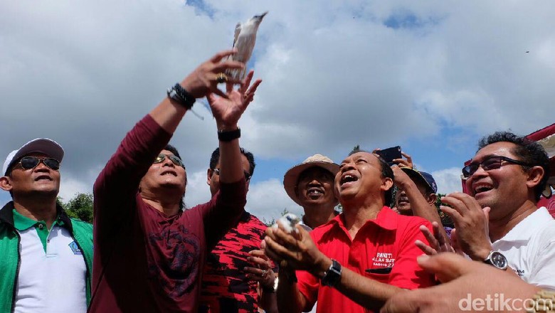 Jaga Ekosistem, Pertamina Lepasliarkan Jalak Bali Jaga Ekosistem, Pertamina Lepasliarkan Jalak Bali