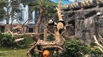 Foto: Panda-panda Gembul di Makau