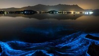 Fitoplankton yang mempunyai kemampuan untuk memendarkan cahaya memang biasa ditemukan di lautan. Air laut yang mengandung garam membuat reaksi kimia bisa terjadi (Tyrone Siu/Reuters)