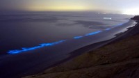 Fenomena di pesisir San Diego ini diakibatkan oleh organisme fitoplankton yang memiliki sifat bioluminescence, alias bisa memendarkan cahaya di kala gelap. Nah, cahaya berwarna biru dari fitoplankton itulah yang kita lihat (Christian Ronnel/Getty)