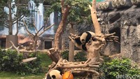 Oh iya, kalau datang ke sini, jangan berisik ya! Karena bisa membuat panda-panda lucu itu ketakutan. Makanya, sesekali petugas mengingatkan para pengunjung untuk lebih tenang (Aji Bagoes/detikTravel)