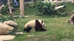 Foto: Panda-panda Gembul di Makau