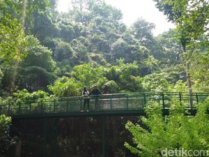 Pemkot Bandung Siapkan Rp 15 M untuk Menambah Panjang Forest Walk Baksil