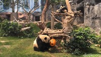 Namun ternyata tak setiap hari panda-panda ini akan menunjukkan diri. Ada kalanya mereka lebih memilih untuk bersembunyi (Aji Bagoes/detikTravel)