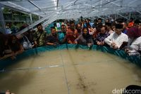 Susi tebar benih lele.