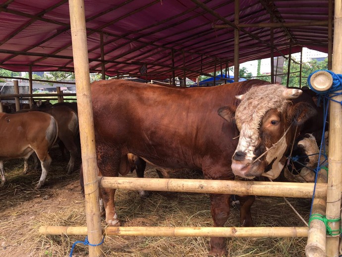 Sapi-sapi Super Montok untuk Idul Adha