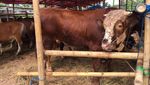 Sapi-sapi Super Montok untuk Idul Adha