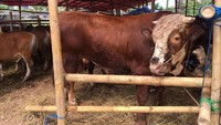 Sapi-sapi yang dijual pada kisaran harga Rp 16 juta dengan bobot 270 kg, sampai harga Rp 55 juta dengan berat jumbo 900 kg. 