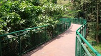 Menelusuri forest walk kita bisa melihat sebagian pucuk pohon/Foto: Mochamad Solehudin