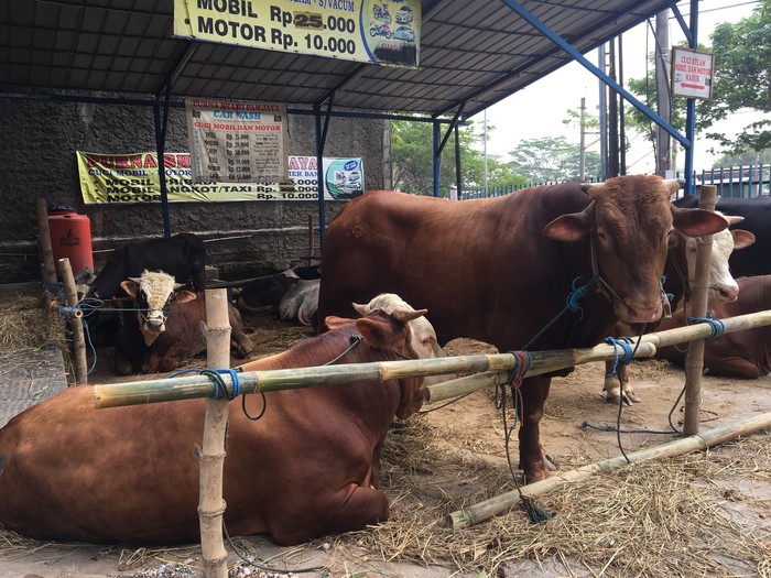 Sapi Sapi Super Montok Untuk Idul Adha