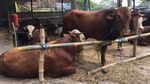 Sapi-sapi Super Montok untuk Idul Adha
