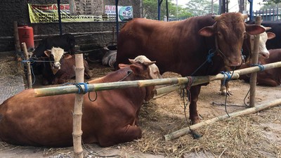 Sapi-sapi Super Montok untuk Idul Adha