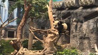 Makin lucu saat dua panda berpelukan satu sama lain. Para traveler pun langsung asyik memotretnya (Aji Bagoes/detikTravel)