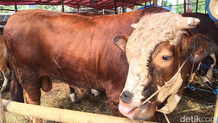 Sapi Kurban 900 Kg Ini Dibanderol Rp 55 Juta