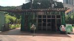Foto: Panda-panda Gembul di Makau