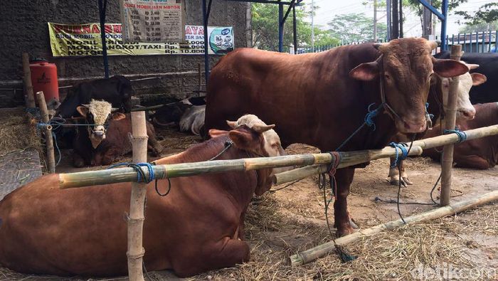 61 Koleksi Gambar Motivasi Qurban HD