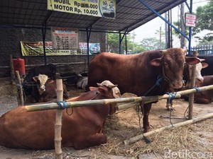 Kurban Perasaan? Sudah Enggak Zaman Lagi