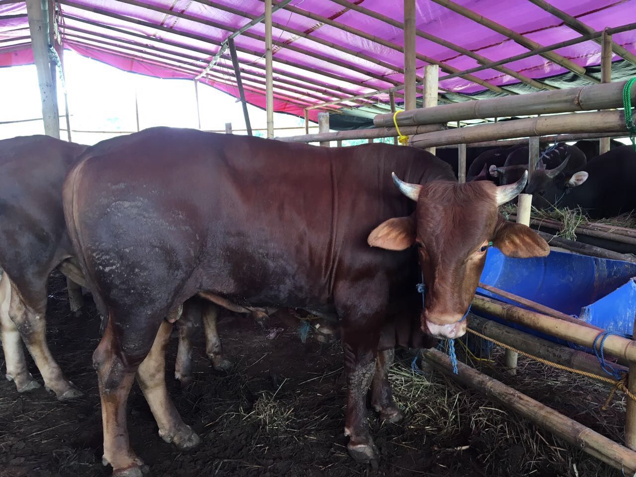 Sapi-sapi jenis limosin mulai diperdagangkan menyambut hari raya Idul Adha 1438 H. Super montok dan tidak murah.