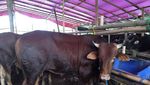 Sapi-sapi Super Montok untuk Idul Adha