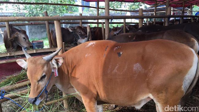 Berburu Hewan Kurban di Jakarta, Ini Dia Lokasinya