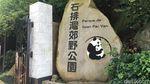 Foto: Panda-panda Gembul di Makau