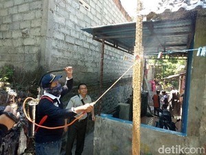 Diserang Ulat Bulu, Ini yang Dilakukan Dinas Pertanian Banyuwangi