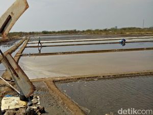 Pemerintah Tak Segan Ambil Alih Lahan Garam Swasta Terbengkalai