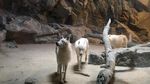 Foto: Seperti Ini Taman Rekreasi Keren China