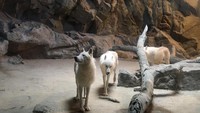 Foto: Jangan puas dulu karena masih ada Polar Bear Exhibit. Yakni ruangan untuk melihat beruang kutub. Beruang-beruang ini tampak begitu menggemaskan, terutama saat berenang di dalam air (Aji Bagoes Risang/detikTravel)