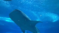 Foto: Banyak kegiatan seru yang bisa dilakukan di sini. Pertama kami menuju Beluga Theater. Di sini kami menonton pertunjukan paus beluga yang menarik (Aji Bagoes Risang/detikTravel)