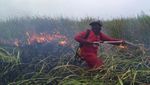 Berjibaku Padamkan Api di Kebakaran Hutan Ogan Ilir
