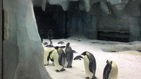 Foto: Di Polar Bear Exhibit ini kita juga bisa melihat serigala arktik loh (Aji Bagoes Risang/detikTravel)