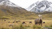 Foto: Perjalanan selanjutnya yaitu ke Lembah La Raya. Lembah ini merupakan puncak tertinggi dari perjalanan. Ketika menuruni lembah kita akan melewati reruntuhan Inca Raqchi dan menyusuri Sungai Urubamba melewati ladang jagung dan Kuinoa yang subur (Matt Crossick/Belmond/CNN)