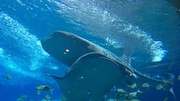 Foto: Lalu, Anda bisa menuju Whale Shark Aquarium. Di sini, traveler bisa melihat dari berbagai arah whale shark dalam akuarium (Aji Bagoes Risang/detikTravel)