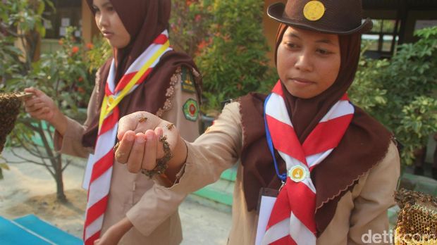 Anggota Pramuka di Brebes belajar ilmu menjinakkan lebah. 