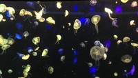 Foto: Chimelong Ocean Kingdom mempunyai 10 pameran hewan langka, 10 wahana rekreasi, dan 3 ruang pertunjukan (Aji Bagoes Risang/detikTravel) (Aji Bagoes Risang/detikTravel)