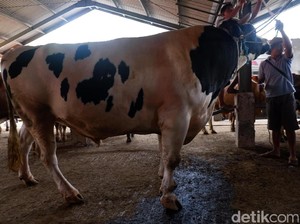 Minat Beli Sapi 1 Ton untuk Kurban, Temui Waris di Banjarnegara