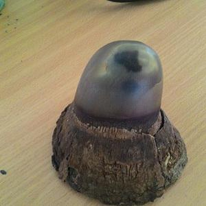 Pasutri Penjual Cula Badak Ditangkap, Ini Barang Buktinya Pasutri Penjual Cula Badak Ditangkap, Ini Barang Buktinya