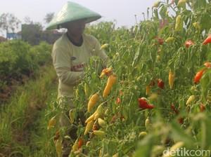 Harga Cabai Masih Tinggi, Pedagang: Petani yang Petik Sedikit