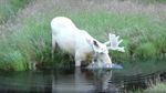 Foto: Unik dan Langka! Rusa Putih Tertangkap Kamera di Swedia