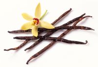 Tanaman vanilla.