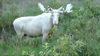 Rusa ini kemudian mengeringkan tubuhnya (Foto: Screenshot Video BBC)