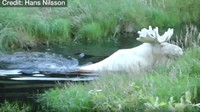 Rusa putih yang langka itu terekam kamera sedang berendam (Foto: Screenshot Video BBC)