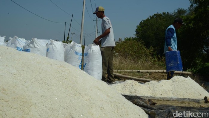 Musim kemarau yang cukup panjang ternyata tak berdampak signifikan terhadap petani garam di kawasan Tambak Oso Wilangon, Surabaya. Meski panen melimpah, namun pendapatan petani garam justru turun. Misnal (55), salah satu petani garam di Surabaya mengaku harga garam di musim panen tahun ini merosot. Tahun lalu, harga garam Rp 1.500 per kilogram. Di tahun ini harga garam turun menjadi RP 1.200 per kilogram.