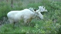 Rusa ini bukan albino, melainkan tertutup bulu putih di seluruh tubuhnya (Foto: Screenshot Video BBC)