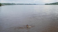 Foto: Aktivitas ini memang sederhana, jauh dari kemewahan. Namun anak-anak di sini sudah begitu bahagia menikmati masa kecilnya yang dekat dengan alam di kampung halaman. Indahnya! (Kurnia/detikTravel)