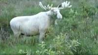 Rusa putih yang langka ini terekam kamera di Gunnarskog, Varmland, Swedia (Foto: Screenshot Video BBC)
